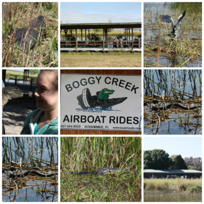 Chasing Gators!! Boggy Creek AirBoat Rides