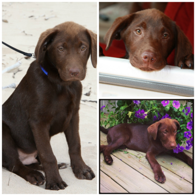 Getting Our Puppy Fix