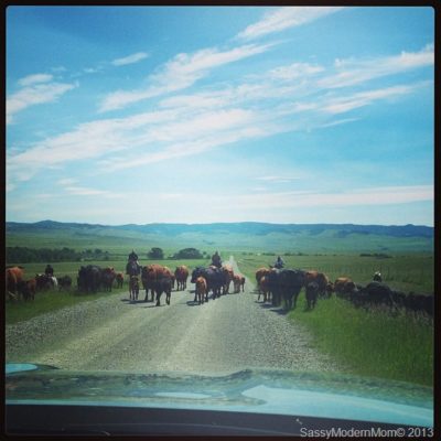 Look out for the Cows! #WordlessWednesday