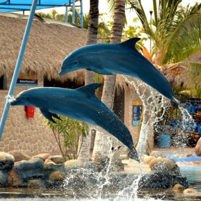 Dolphins, and Sea Lions and Water Slides Oh My!