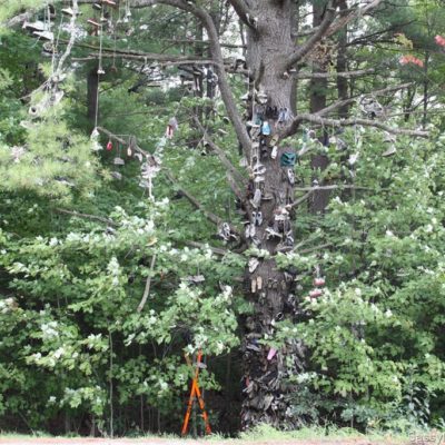 Chasing Down An Urban Legend: The Minden Shoe Tree