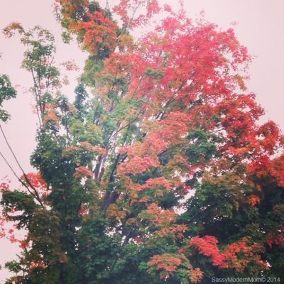 Fall Has Made It’s Entrance: WW