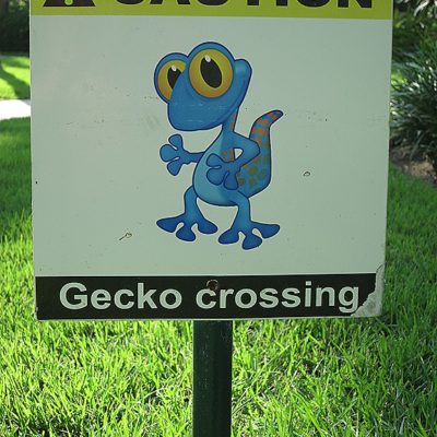 Why Did The Gecko Cross The Road?