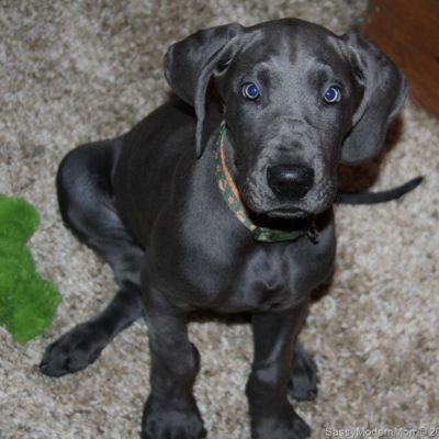 Have You Met Watson? #WW