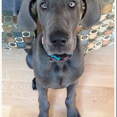 When A Great Dane Discovers Golf