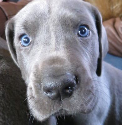 Things They Don’t Tell You About Owning A Great Dane