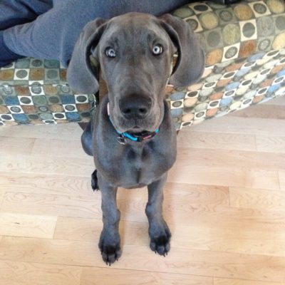 True Confessions About Dog Food?  Oh Yes She Did!