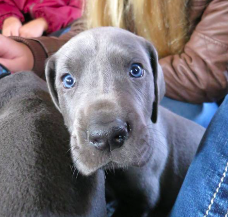 Screen Shot 2016-04-04 at 12.45.35 PM