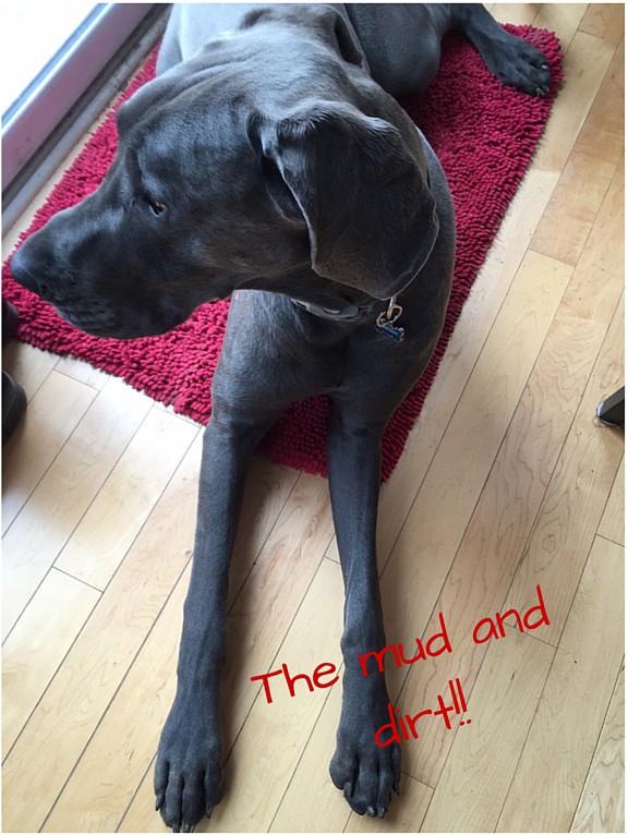 SwifferThe mud and dirt!