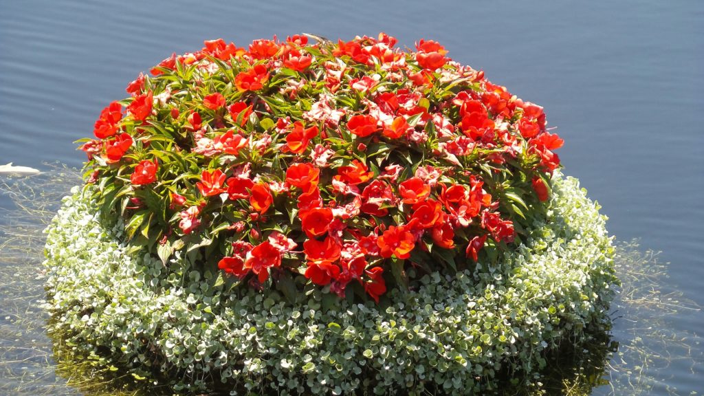 Disney2016EpcotFlowers4