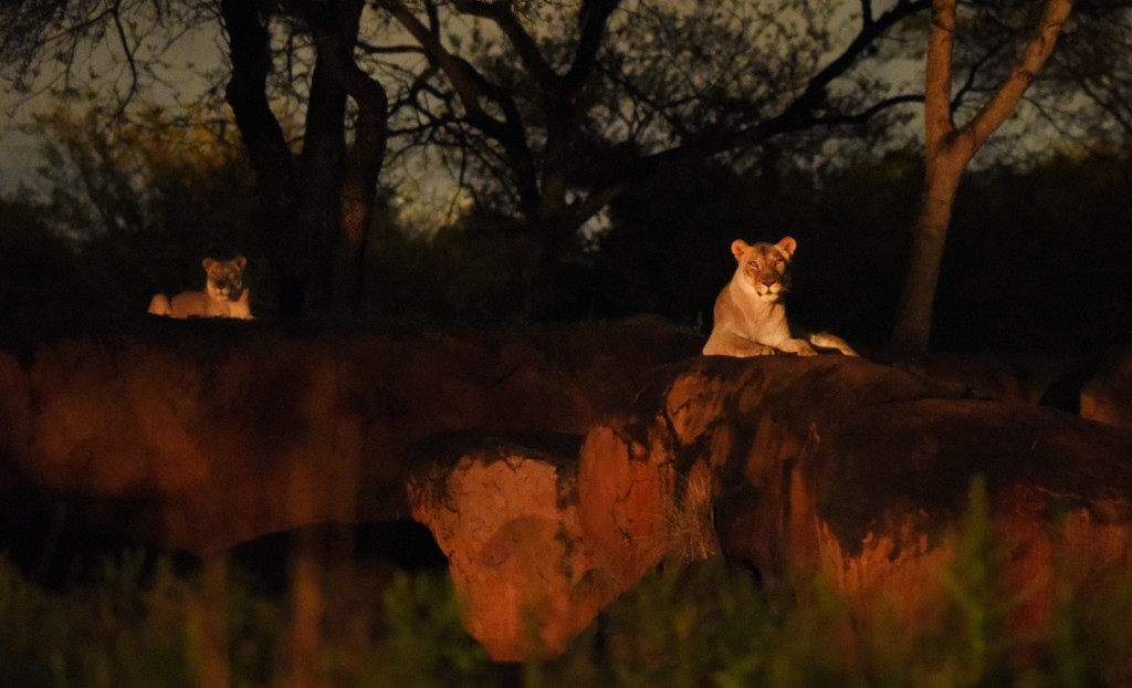 Each evening, the popular Kilimanjaro Safaris daytime experience is artfully bathed in the glow of sunset with special lighting allowing guests to explore this Disney's Animal Kingdom attraction well into the night. During the expedition, guests can now encounter the nighttime behavior of the wildlife and better tune in to the unique vocalization of the animals. (Todd Anderson, photographer)