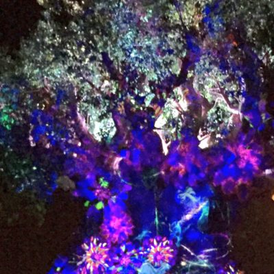 Animal Kingdom Takes The Night!