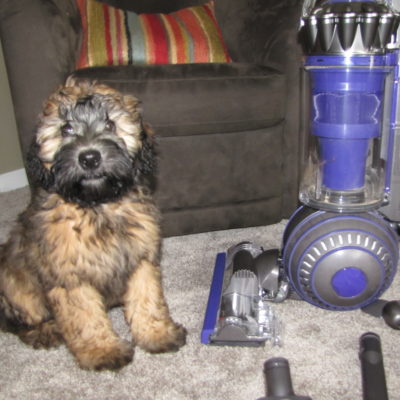 Ellie The Puppy Meets Her Match! ~ #DysonClean