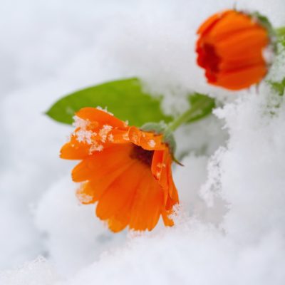 How To Survive The Winter…when you are really a Summer person